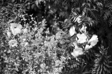 Güzel botanik fotoğrafı, doğal duvar kağıdı.