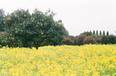 Ağaçlı ve sarı çiçekli güzel bir manzara.