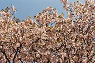 Bahçede güzel bahar çiçekleri