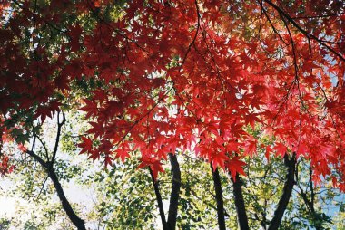 Parkta kırmızı ve siyah yapraklar