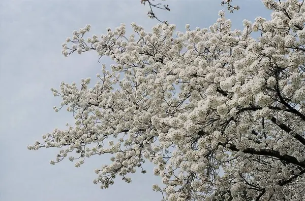 Güzel botanik fotoğrafı, doğal duvar kağıdı.