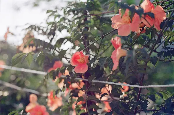Güzel botanik fotoğrafı, doğal duvar kağıdı.