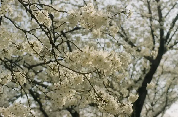Bahçedeki güzel çiçekler