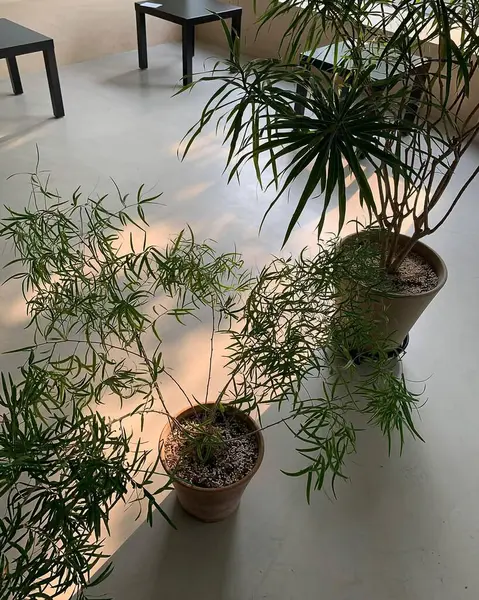 Güzel botanik fotoğrafı, doğal duvar kağıdı.