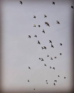 Gökyüzünde uçan martı sürüsü.