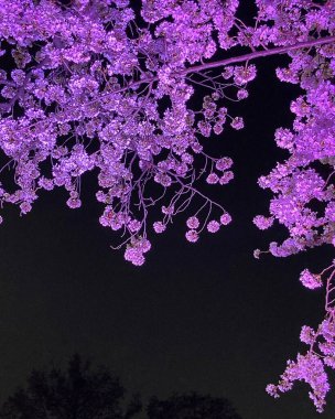 Güzel botanik fotoğrafı, doğal duvar kağıdı.