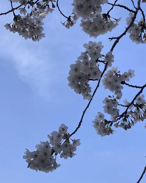 Bahçedeki güzel çiçekler