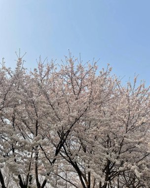 Bahçedeki güzel çiçekler