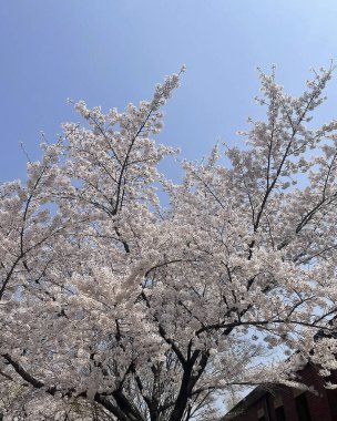 Bahçedeki güzel pembe sakura çiçekleri