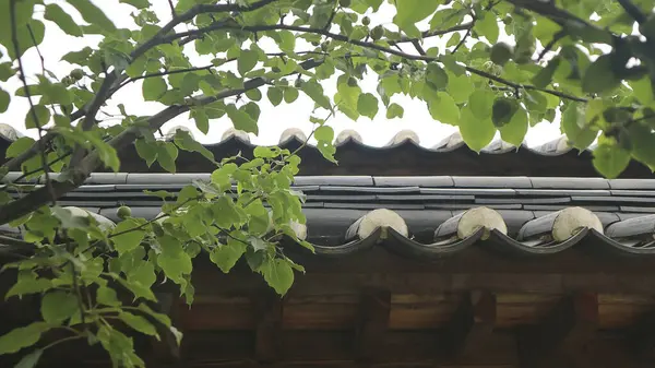 Bahçedeki eski güzel bina