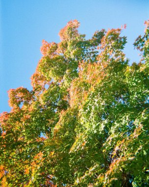 Ormanda sonbahar yaprakları