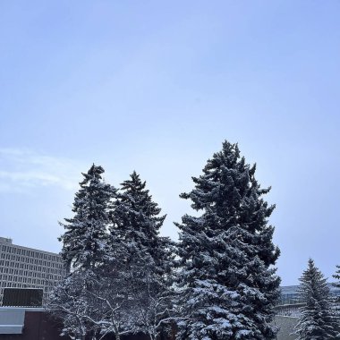 Kar ve ağaçlarla kaplı kış manzarası