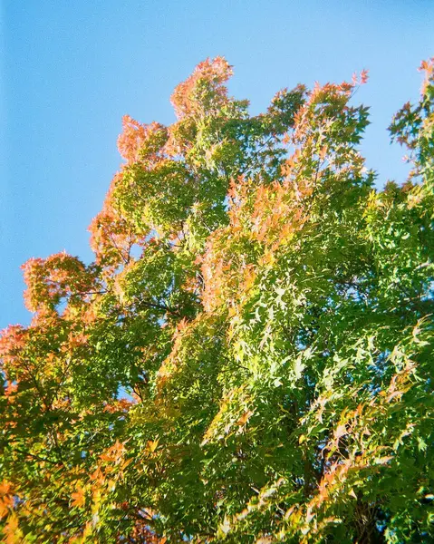 Ormanda sonbahar yaprakları