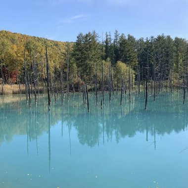 Parkta gölü olan güzel bir manzara.