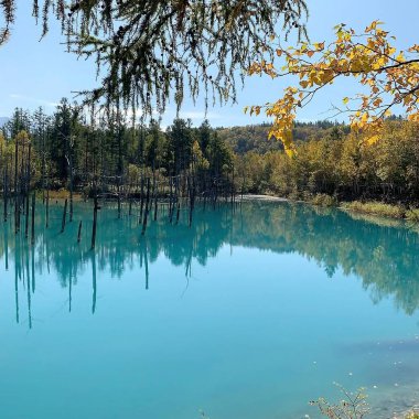 Ormanda gölü olan güzel bir manzara.