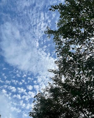 Ormandaki ağaç dalları, bitki örtüsü ve doğa