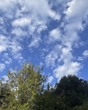 Gökyüzü arka planında yeşil yapraklar