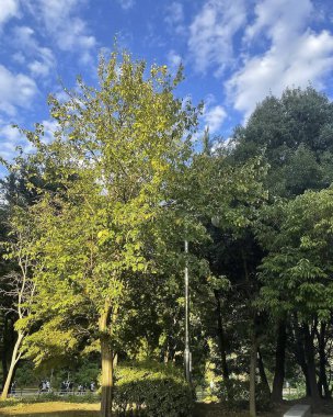 Parktaki ağaç, bitki ve doğa.