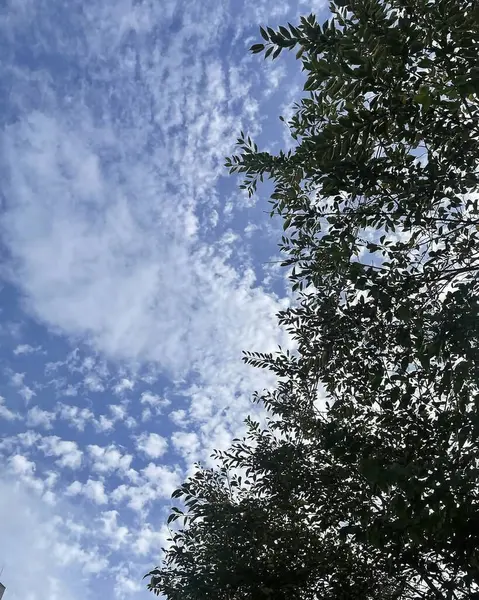 Ormandaki ağaç dalları, bitki örtüsü ve doğa