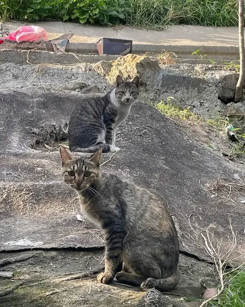 Kedi bahçede oturuyor.
