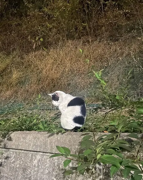 Sokaktaki kedi