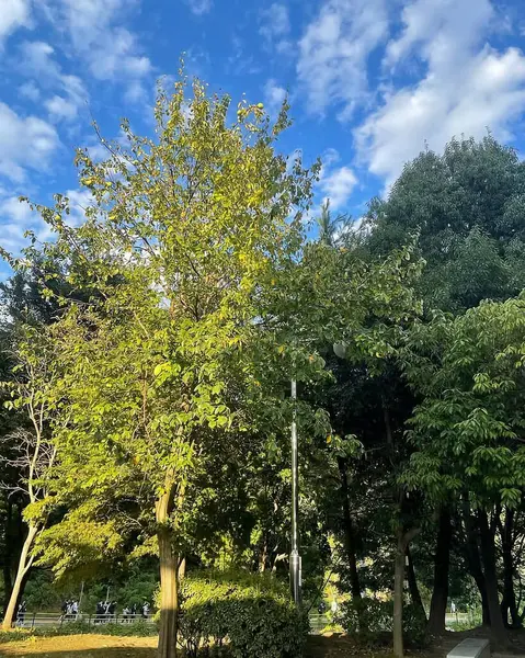 Parktaki ağaç, bitki ve doğa.