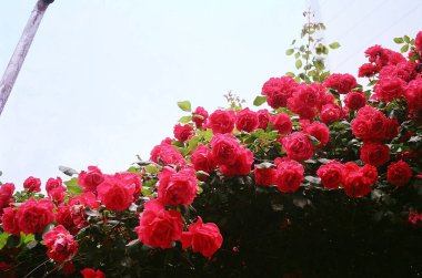 Bahçede güzel kırmızı güller