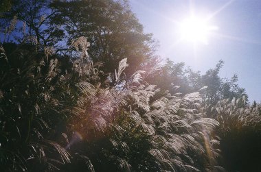 Güzel bir manzara Ağacı ve mavi gökyüzü