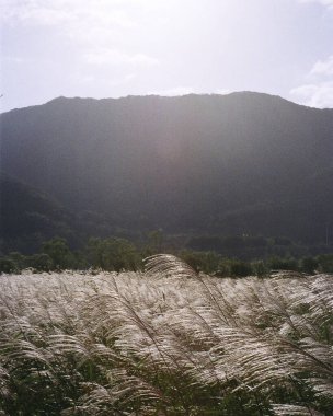 Çimen tarlası ve bulutlu gökyüzü olan güzel bir manzara.