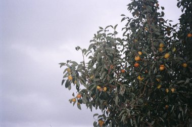 Doğanın güzel manzarası