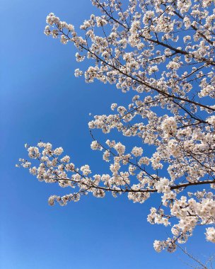 Mavi arka planda beyaz kiraz çiçekleri