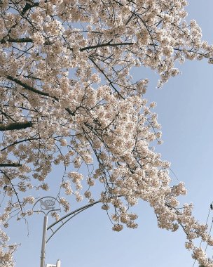 Bahçede kiraz çiçekleri