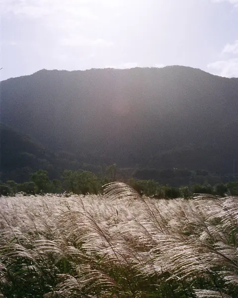 Çimen tarlası ve bulutlu gökyüzü olan güzel bir manzara.