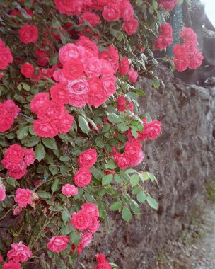 Bahçedeki güzel çiçekler