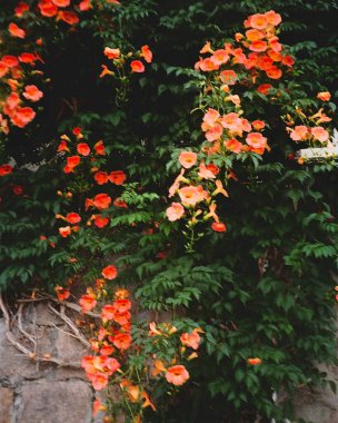 Bahçedeki güzel çiçekler