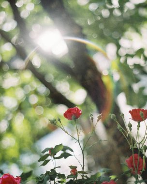 Güzel botanik fotoğrafı, doğal duvar kağıdı.