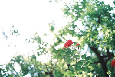 Güzel botanik fotoğrafı, doğal duvar kağıdı.