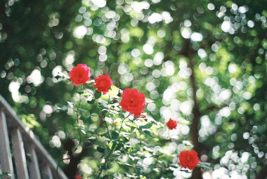 Güzel botanik fotoğrafı, doğal duvar kağıdı.
