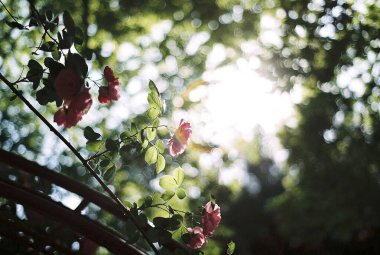 Bahçedeki güzel çiçekler