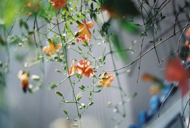 Bahçedeki güzel çiçekler