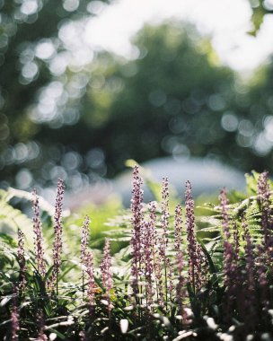 Bahçede yeşil yapraklar