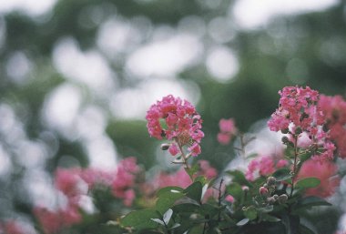 Bahçedeki güzel çiçekler
