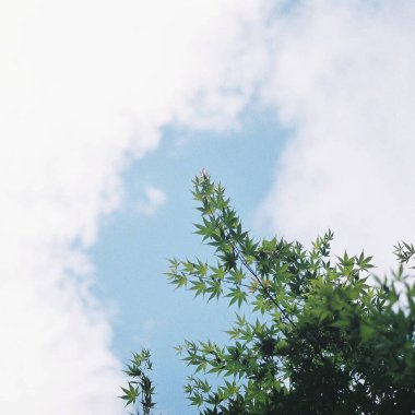 Güzel botanik fotoğrafı, doğal duvar kağıdı.
