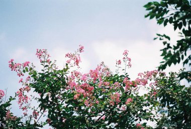 Bahçedeki güzel pembe çiçek