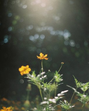 Ormanda güzel çiçekler