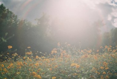 Doğanın güzel manzarası