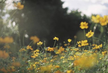 Yazın tarlada sarı çiçekler