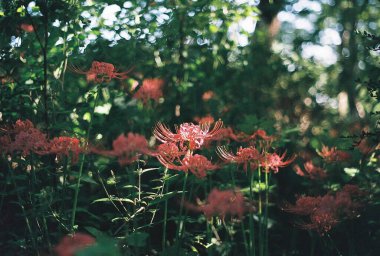 Bahçedeki güzel çiçekler