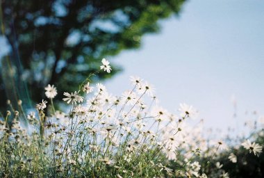 Bahçedeki güzel çiçekler
