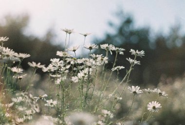 Bahçedeki güzel çiçekler